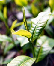 Sun Moon Lake black tea leaf