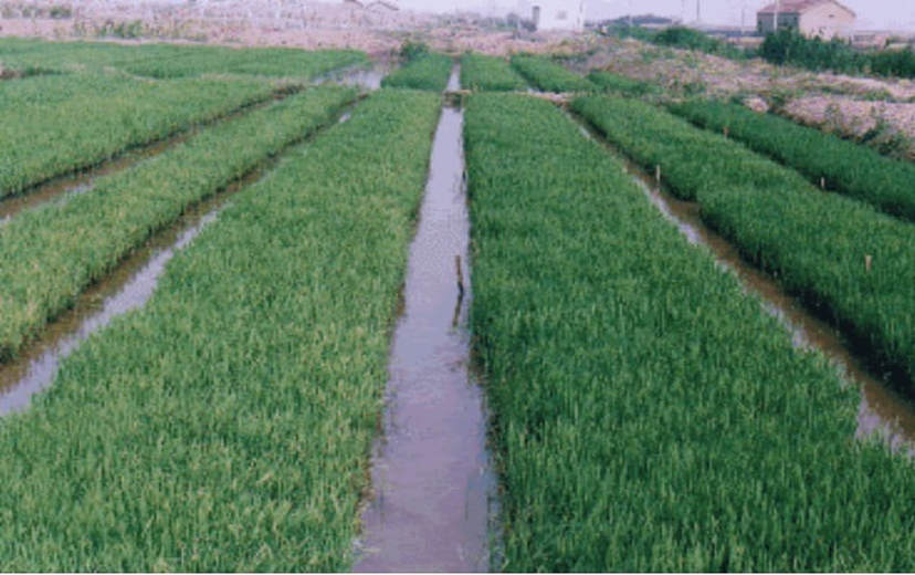 Healthy Paddy Plant After Treatment