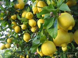 APPLICATION OF GPL-37 CHAIN REACTION FERTILIZER ON THE LEMON TREE THE RESULT IS 200% PLUS.