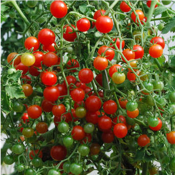 terrific-tomatoes-grown-hydroponically-or-in-soil