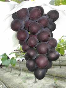 Kyoho Grapes